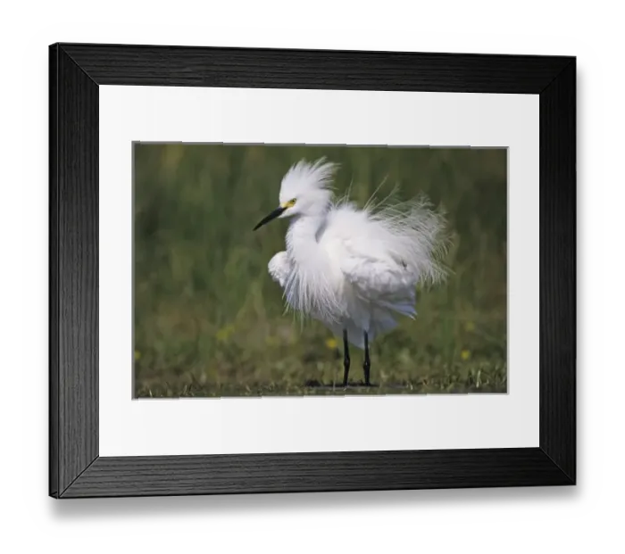 Framed Print : Snowy Egret, Egretta thula, adult preening, Lake Corpus Christi, Texas, USA, May Framed Print : Snowy Egret, Egretta thula, adult preening, Lake Corpus Christi, Texas, USA, May