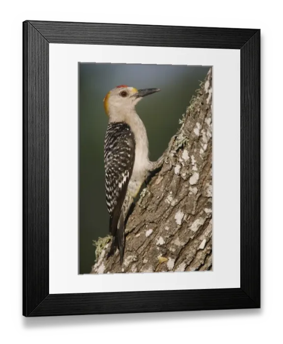 Framed Print : Golden-fronted Woodpecker, Melanerpes aurifrons, male, Willacy County, Rio Grande Valley Framed Print : Golden-fronted Woodpecker, Melanerpes aurifrons, male, Willacy County, Rio Grande Valley