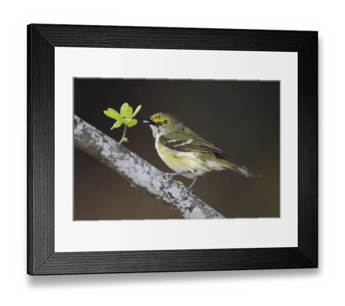 Framed Print : White-eyed Vireo, Vireo griseus, adult after rain, Uvalde County, Hill Country, Texas Framed Print : White-eyed Vireo, Vireo griseus, adult after rain, Uvalde County, Hill Country, Texas