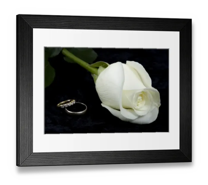 Framed Print : White rose and bride and groom wedding rings