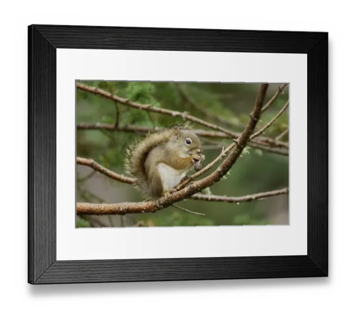 Framed Print : Nature, Fauna Framed Print : Nature, Fauna