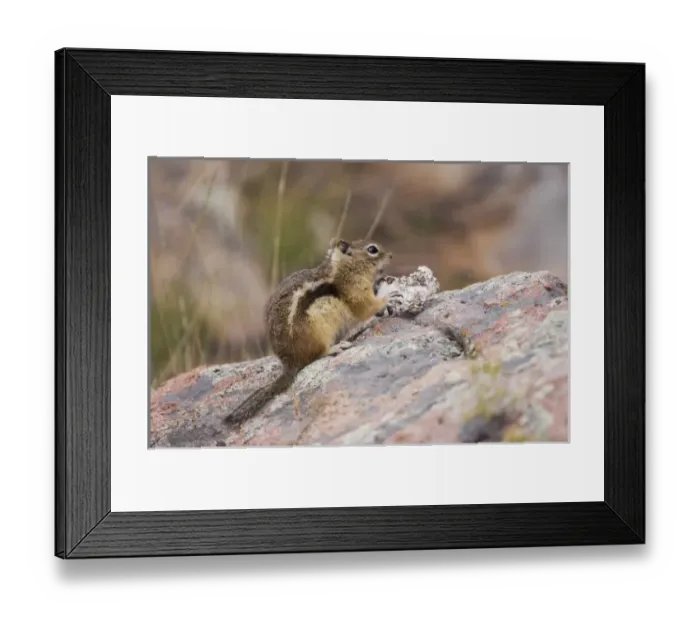 Framed Print : Golden-mantled Ground Squirrel, Spermophilus lateralis, adult eating wild mushroom Framed Print : Golden-mantled Ground Squirrel, Spermophilus lateralis, adult eating wild mushroom