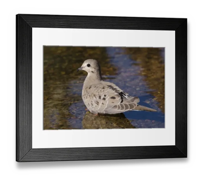 Framed Print : Mourning Dove, Zenaida macroura, young bathing, Tuscon, Arizona, USA Framed Print : Mourning Dove, Zenaida macroura, young bathing, Tuscon, Arizona, USA