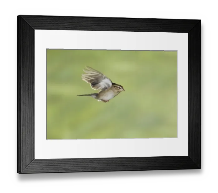 Framed Print : Chipping Sparrow, Spizella passerina, adult in flight winter plumage, New Braunfels Framed Print : Chipping Sparrow, Spizella passerina, adult in flight winter plumage, New Braunfels