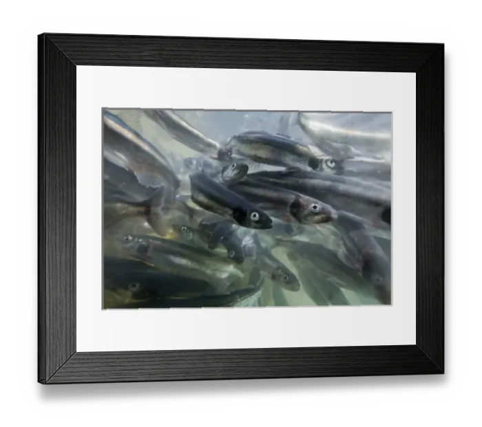 Framed Print : Greenland, Underwater view of shoals of Capelin (Mallotus villosus) spawning in shallows