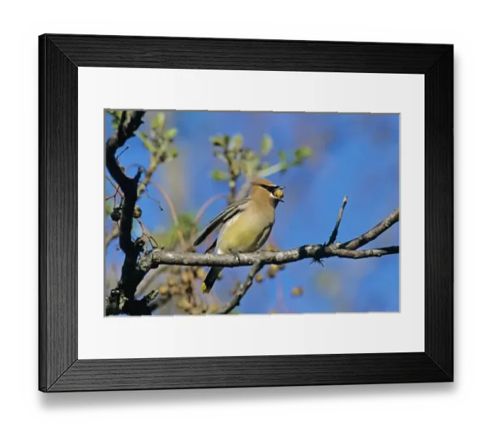 Framed Print : Cedar Waxwing, Bombycilla cedrorum, adult on Chinaberry Tree (Melia azedarach), New Braunfels Framed Print : Cedar Waxwing, Bombycilla cedrorum, adult on Chinaberry Tree (Melia azedarach), New Braunfels