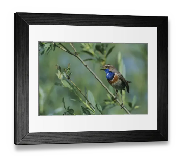Framed Print : White-spotted Bluethroat, Luscinia svecica cyanecula, male singing, Fretterans, France Framed Print : White-spotted Bluethroat, Luscinia svecica cyanecula, male singing, Fretterans, France