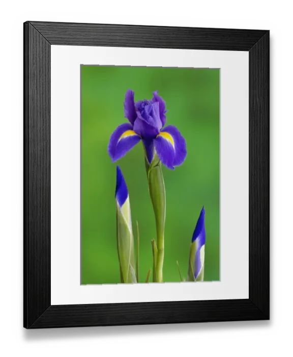 Framed Print : Iris Flowers Framed Print : Iris Flowers