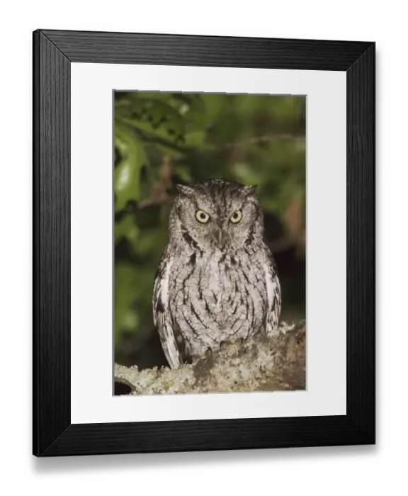 Framed Print : Nature, Fauna Framed Print : Nature, Fauna