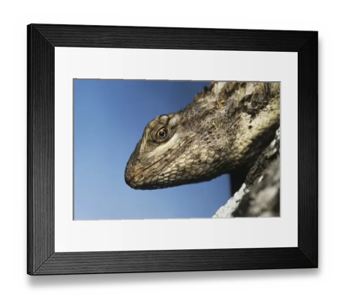 Framed Print : Texas Spiny Lizard, Sceloperus olivaceus, adult on Mesquite tree bark, Willacy County Framed Print : Texas Spiny Lizard, Sceloperus olivaceus, adult on Mesquite tree bark, Willacy County
