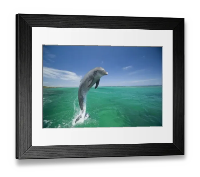 Framed Print : Bottlenose Dolphins (Tursiops truncatus) Carribean Sea near Roatan, Honduras (RF) Framed Print : Bottlenose Dolphins (Tursiops truncatus) Carribean Sea near Roatan, Honduras (RF)