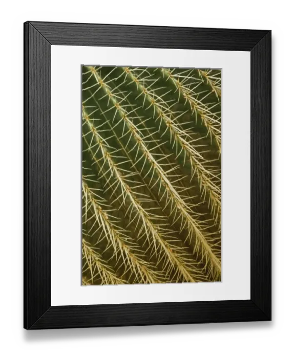 Framed Print : Nature, Flora Framed Print : Nature, Flora