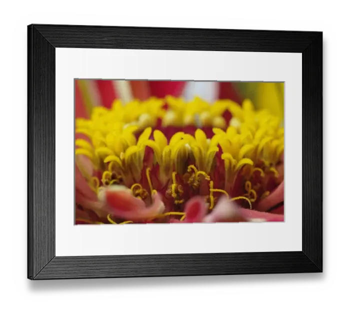 Framed Print : Nature, Flora