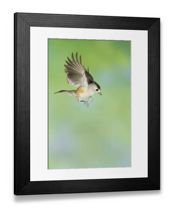 Framed Print : Black-crested Titmouse, Baeolophus atricristatus, adult in flight, New Braunfels Framed Print : Black-crested Titmouse, Baeolophus atricristatus, adult in flight, New Braunfels