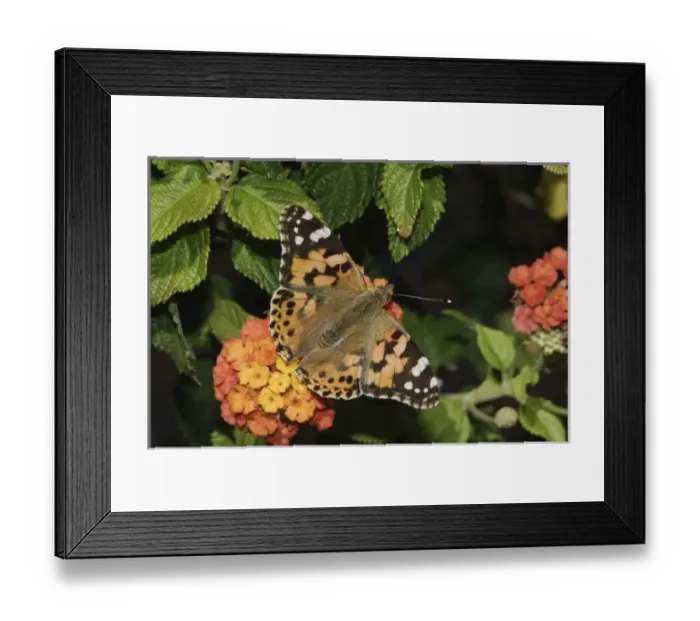Framed Print : Nature, Fauna Framed Print : Nature, Fauna