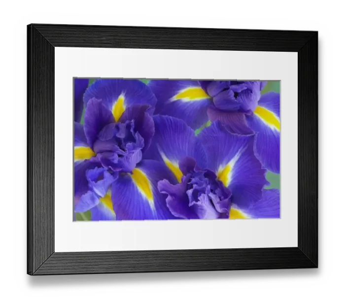 Framed Print : Iris flowers Framed Print : Iris flowers