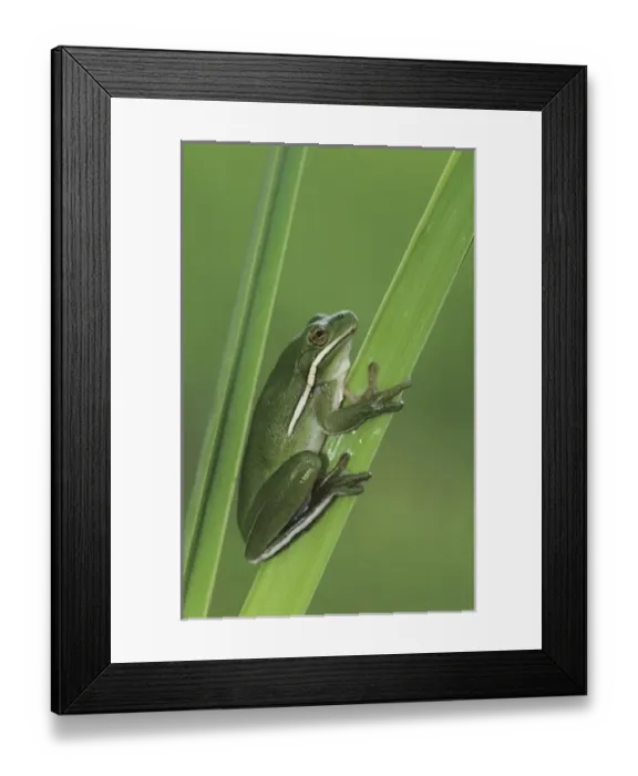 Framed Print : Green Treefrog, Hyla cinerea, adult, Lake Corpus Christi, Texas, USA, May Framed Print : Green Treefrog, Hyla cinerea, adult, Lake Corpus Christi, Texas, USA, May