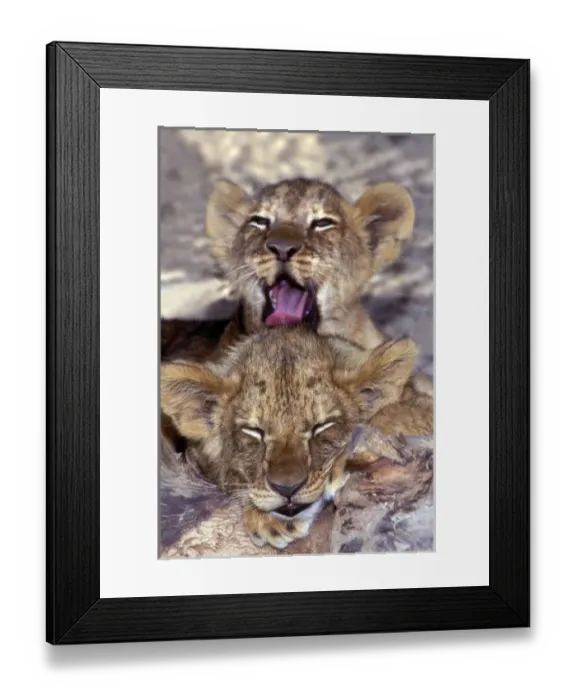 Framed Print : USA, California, Los Angeles County. African lion cubs at the Wildlife Waystation rescue facility Framed Print : USA, California, Los Angeles County. African lion cubs at the Wildlife Waystation rescue facility
