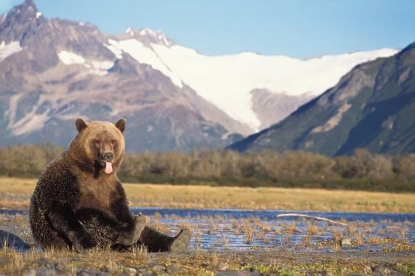 004395. brown bear, Ursus arctos, grizzly bear