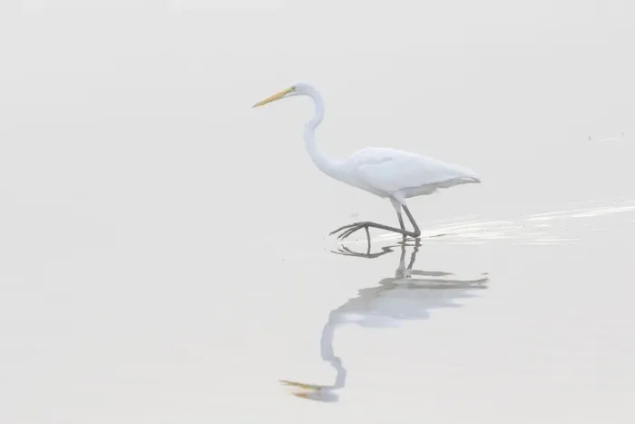 Framed Print : 00688-02218 Great Egret (Ardea alba) in wetland in fog, Marion Co. IL