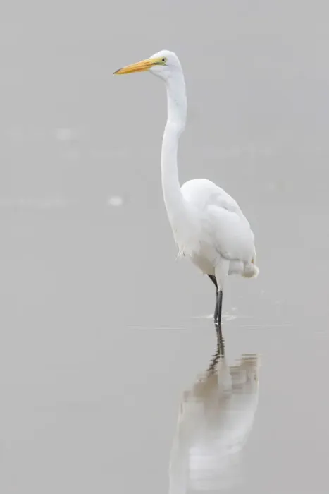 Framed Print : 00688-02511 Great Egret (Ardea alba) feeding in wetland in fog, Marion Co. IL Framed Print : 00688-02511 Great Egret (Ardea alba) feeding in wetland in fog, Marion Co. IL