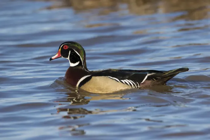 Framed Print : 00715-09006 Wood Duck (Aix sponsa) male in wetland, Marion Co. IL Framed Print : 00715-09006 Wood Duck (Aix sponsa) male in wetland, Marion Co. IL
