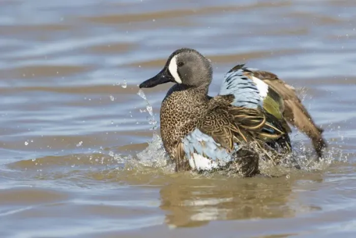 Framed Print : 00722-02802 Blue-winged Teal (Anas discors) male bathing in wetland, Marion Co. IL