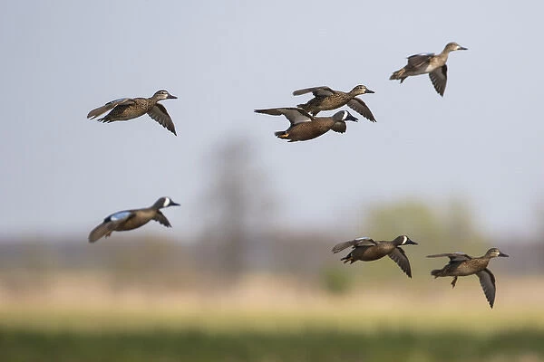00722-02819 Blue-winged Teal (Anas discors) in flight, Marion Co. IL