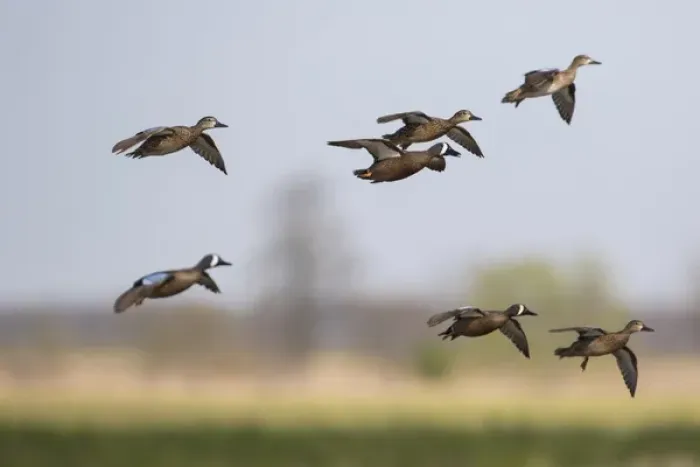 Framed Print : 00722-02819 Blue-winged Teal (Anas discors) in flight, Marion Co. IL Framed Print : 00722-02819 Blue-winged Teal (Anas discors) in flight, Marion Co. IL