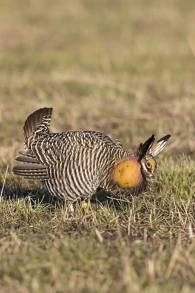00842-04820 Greater Prairie-Chicken (Tympanuchus cupido) male displaying  /  booming