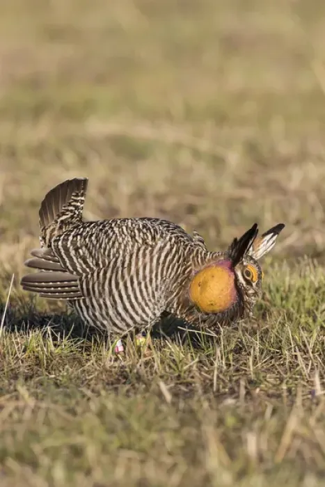 Framed Print : 00842-04820 Greater Prairie-Chicken (Tympanuchus cupido) male displaying / booming Framed Print : 00842-04820 Greater Prairie-Chicken (Tympanuchus cupido) male displaying / booming
