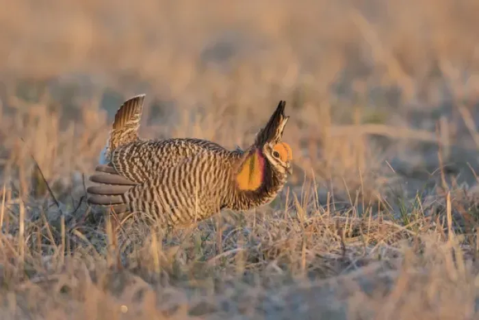 Framed Print : 00842-05010 Greater Prairie-Chicken (Tympanuchus cupido) male displaying / booming Framed Print : 00842-05010 Greater Prairie-Chicken (Tympanuchus cupido) male displaying / booming