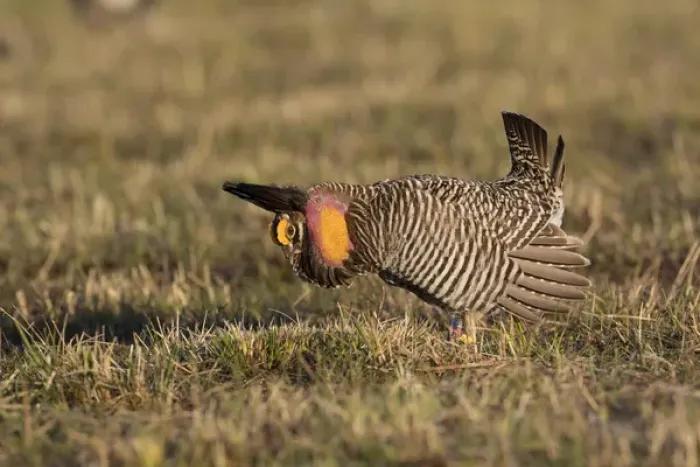 Framed Print : 00842-05202 Greater Prairie-Chicken (Tympanuchus cupido) male displaying  /  booming