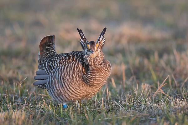 00842-05304 Greater Prairie-Chicken (Tympanuchus cupido) male displaying  /  booming
