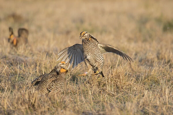 00842-05707 Greater Prairie-Chickens (Tympanuchus cupido) males fighting-territorial