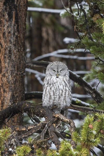 01128-00104 Great Gray Owl (Strix nebulosa) Yellowstone National Park, WY