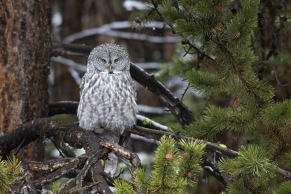 01128-00119 Great Gray Owl (Strix nebulosa) Yellowstone National Park, WY