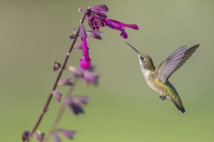 Framed Print : 01162-15106 Ruby-throated Hummingbird (Archilochus colubris) at Salvia Love