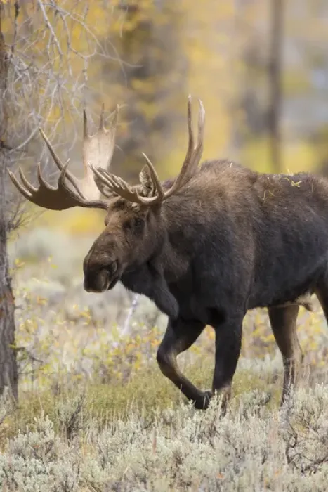 Framed Print : 01979-00604 Moose (Alces alces) bull in fall, Grand Teton National Park, WY Framed Print : 01979-00604 Moose (Alces alces) bull in fall, Grand Teton National Park, WY