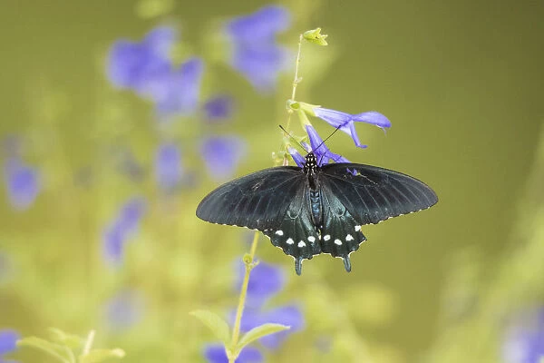 03004-01511 Pipevine Swallowtail (Battus philenor) on Blue Ensign Salvia (Salvia