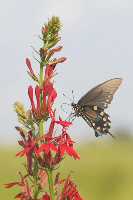 Framed Print : 03004-01514 Pipevine Swallowtail (Battus philenor) on Cardinal Flower (Lobelia cardinalis) Framed Print : 03004-01514 Pipevine Swallowtail (Battus philenor) on Cardinal Flower (Lobelia cardinalis)