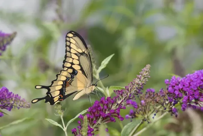 Framed Print : 03017-01419 Giant Swallowtail (Papilio cresphontes) on Butterfly Bush (Buddleja davidii) Marion Co