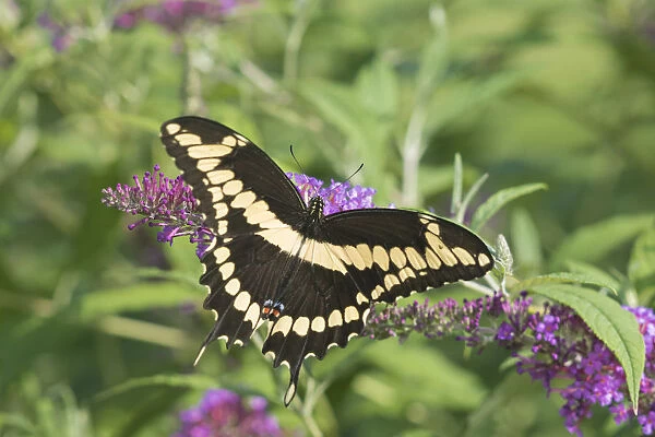 03017-01504 Giant Swallowtail (Papilio cresphontes) on Butterfly Bush (Buddleja davidii) Marion Co
