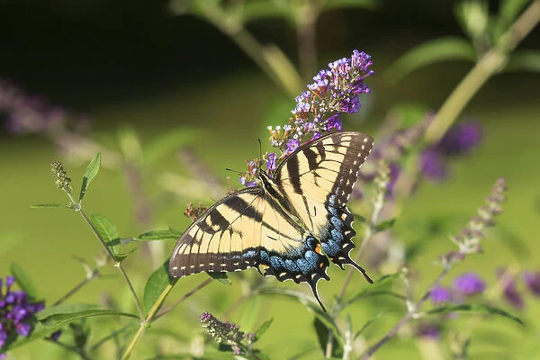 03023-03018 Eastern Tiger Swallowtail (Papilio glaucaus) on Butterfly Bush (Buddleja