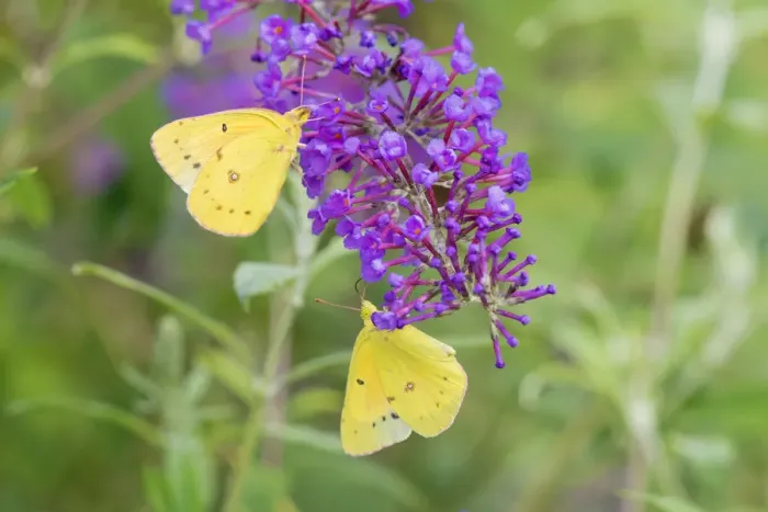 Framed Print : 03074-00603 Orange Sulphurs (Colias eurytheme) on Butterfly Bush (Buddleja davidii) Marion Co