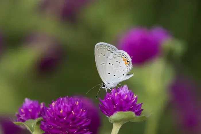 Framed Print : 03226-01115 Eastern Tailed-Blue (Everes comyntas) on Globe Amaranth (Gomphrena globosa) Marion Co