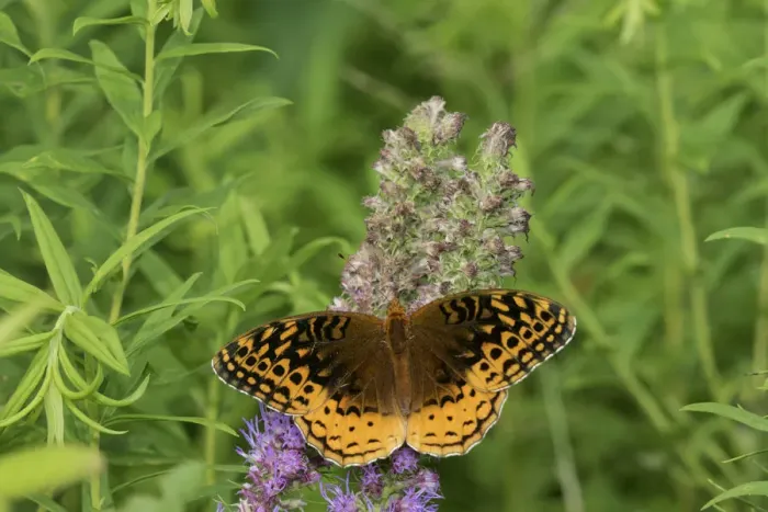 Framed Print : 03322-01719 Great Spangled Fritillary (Speyeria cybele) on Prairie Blazing Star Framed Print : 03322-01719 Great Spangled Fritillary (Speyeria cybele) on Prairie Blazing Star