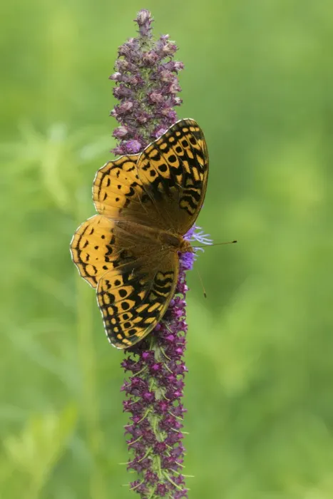 Framed Print : 03322-01809 Great Spangled Fritillary (Speyeria cybele) on Prairie Blazing Star
