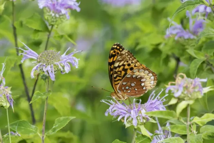 Framed Print : 03322-01813 Great Spangled Fritillary (Speyeria cybele) on Wild Bergamot (Monarda Framed Print : 03322-01813 Great Spangled Fritillary (Speyeria cybele) on Wild Bergamot (Monarda