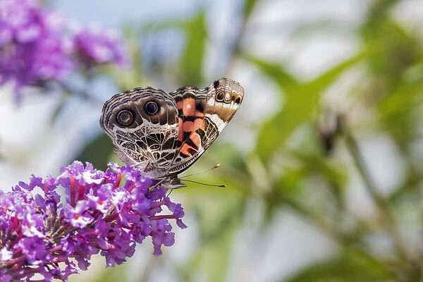 03405-00505 American Lady (Vanessa virginiensis) on Butterfly Bush (Buddleja davidii) Marion Co